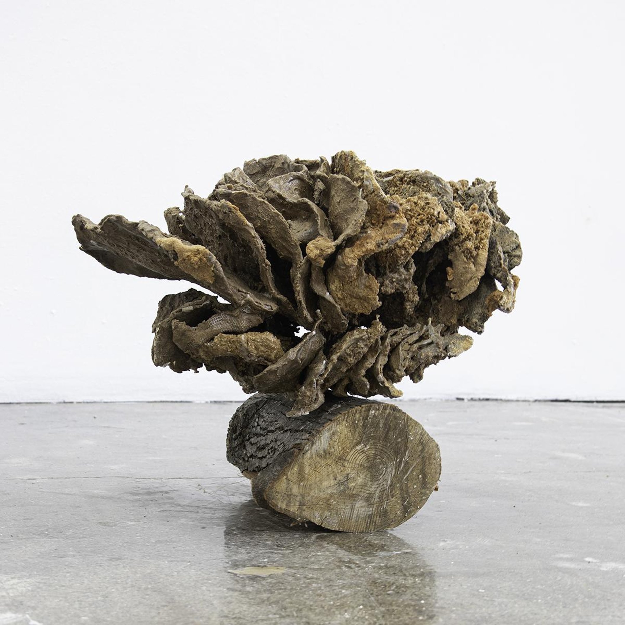 Low Steady Bloom - Phidia Kang