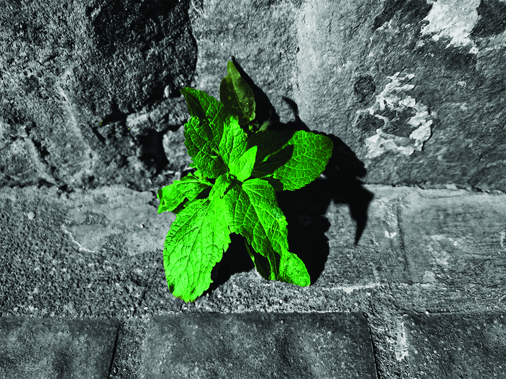 Everlasting Plant - 2023 - Junpeng Zhang