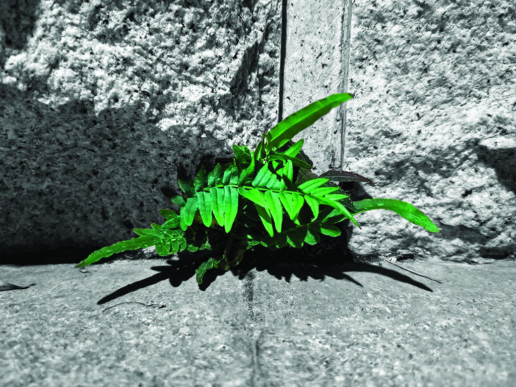 Everlasting Plant - 2023 - Junpeng Zhang