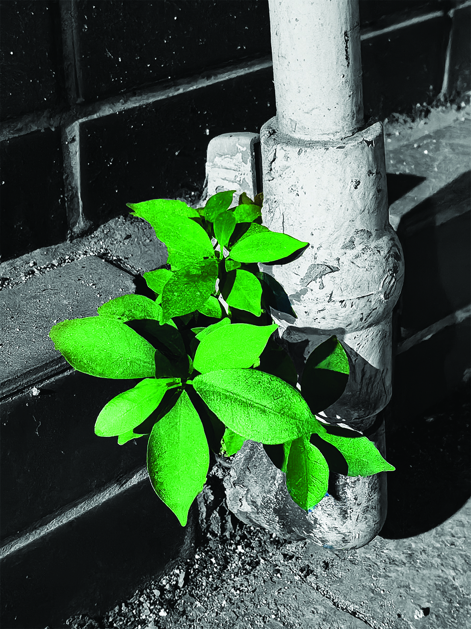Everlasting Plant - 2023 - Junpeng Zhang