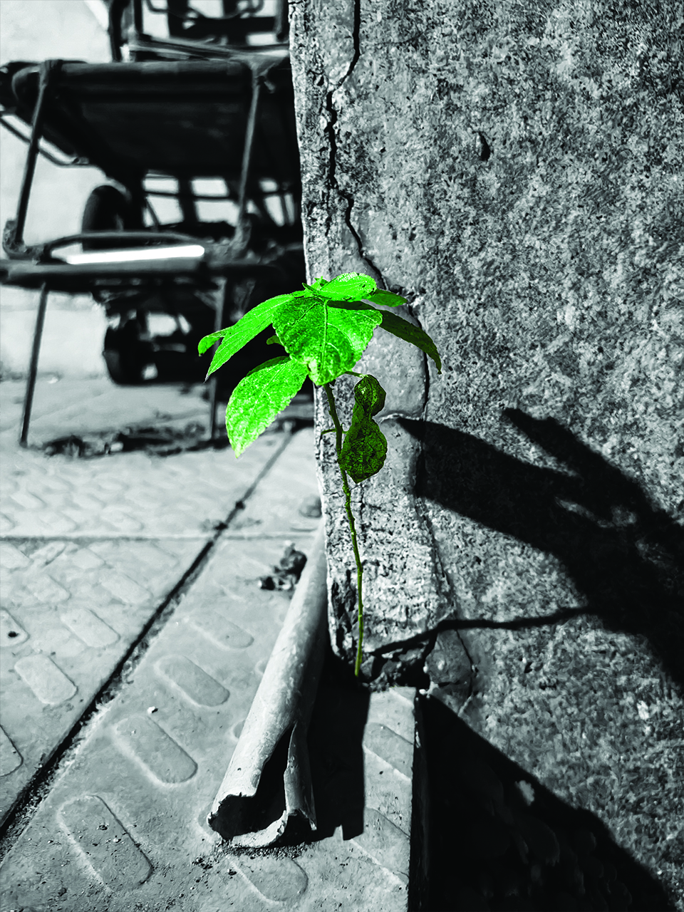 Everlasting Plant - 2023 - Junpeng Zhang