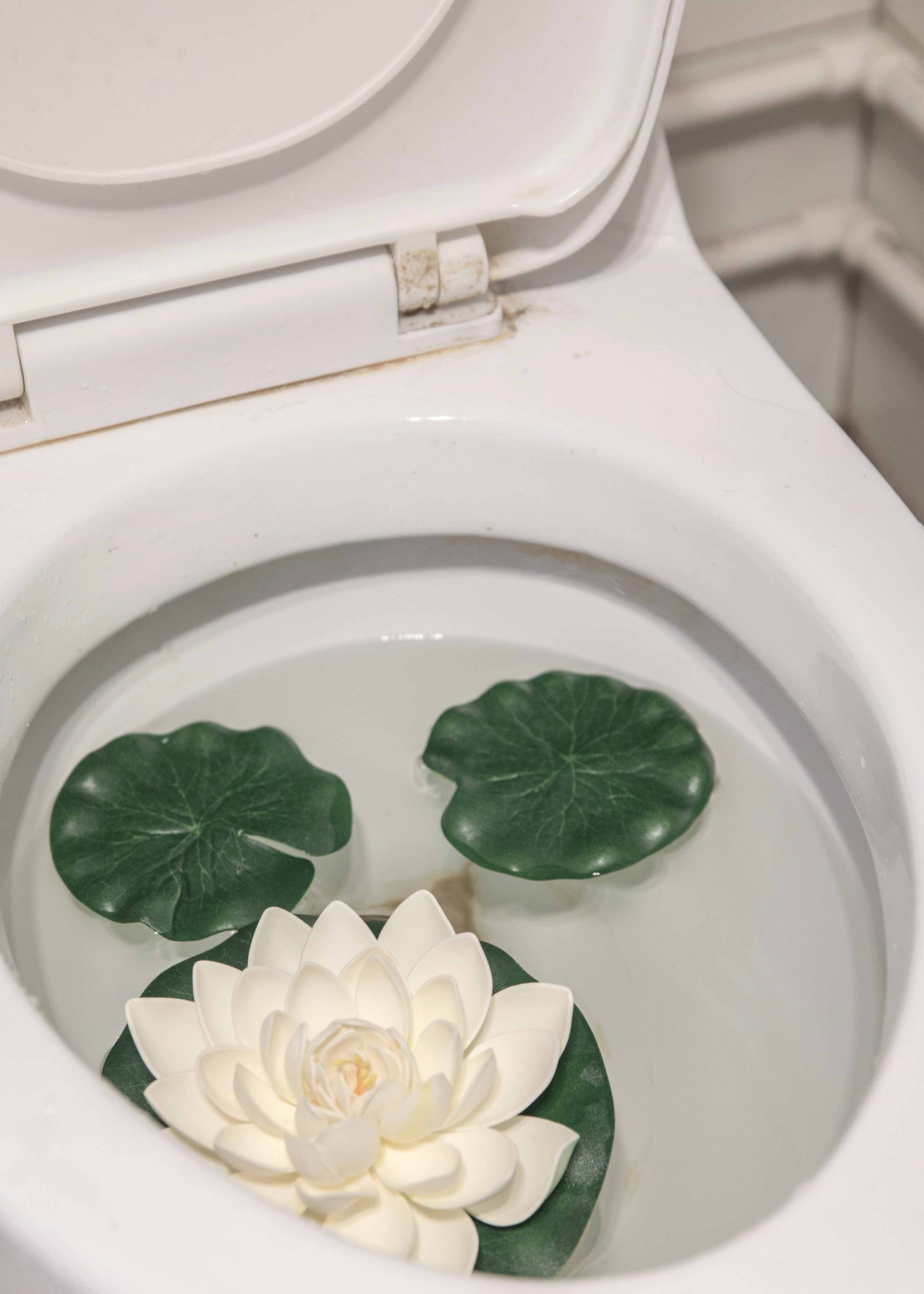 Lotus Pond  - 2019 - Xinrui Qiu